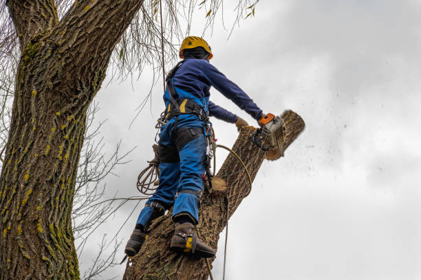 Best Tree Trimming and Pruning  in USA